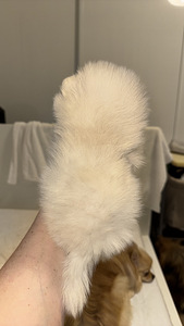 Pomeranian kutsikas (2 foto / 6)