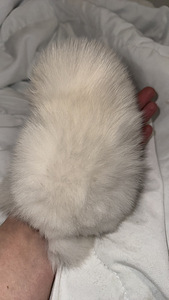 Pomeranian kutsikas (4 foto / 6)