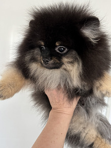 Pomeranian spitsikutsikas (2 foto / 7)