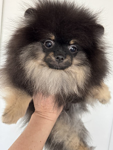 Pomeranian spitsikutsikas (3 foto / 7)