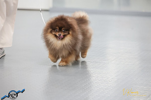 Pomeranian spitsikutsikas (7 foto / 7)