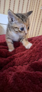 Отдаются котята. Всего их 6. (5 фото из 5)