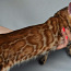Бенгальская леопардовая девочка (фото #1)
