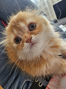 Котята шотландский породы (4 фото из 5)