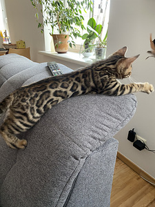 Bengali kassipojad, värviline rosett kullal (3 foto / 5)
