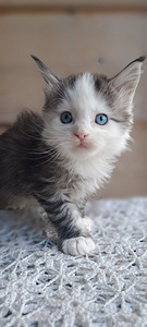 Maine coon isane (2 foto / 6)