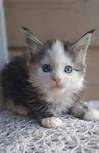 Maine coon isane (1 foto / 6)