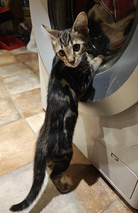 Котята саванны (8 фото из 10)
