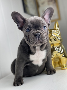 Prantsuse bulldogi (1 foto / 4)