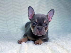 Prantsuse buldog (1 foto / 5)