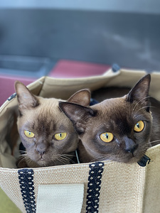 Коты Бурма (4 фото из 7)