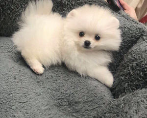 Cute Pomeranian Puppy girl (2 photo of 2)