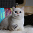 Британский короткошерстный котенок (фото #1)