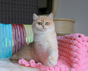 Британский короткошерстный котенок (3 фото из 3)