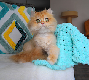 Британский котёнок (3 фото из 4)