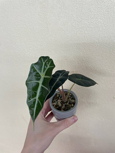 Alocasia Polly (2 foto / 3)