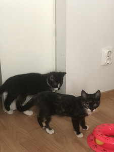 Kissanpennut Musti ja Mirri varattavissa (5 valokuva sivusta 7)