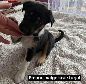 Suure koera kutsikad otsivad koju (1 foto / 4)