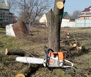 Puude lõikamine, raiemine, Arborist, langetamine (1 foto / 2)