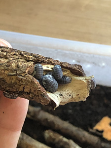 Isopods Cubaris (1 foto / 3)
