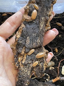 Isopodis Porcellio laevis “Orange” (3 foto / 3)