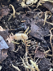 Kakandid Armadillidium "Albino" (2 foto / 3)