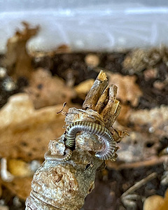 Tutatjalad Anadenobolus monilicornis/ Kivsyaki (2 foto / 4)