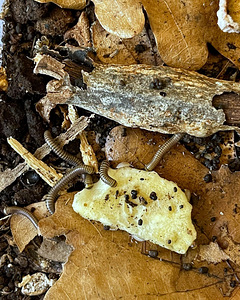 Tutatjalad Anadenobolus monilicornis/ Kivsyaki (3 foto / 4)