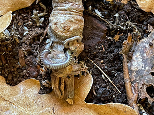 Tutatjalad Anadenobolus monilicornis/ Kivsyaki (4 foto / 4)