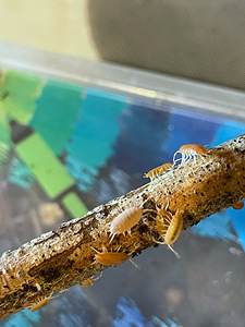 Puutäi Porcellionides pruinosus oranž (3 foto / 3)