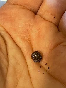 Kakandid Armadillidium klugii “Montenegro (3 foto / 3)