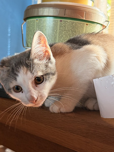 Котята (1 фото из 6)