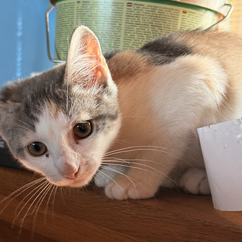 Котята
