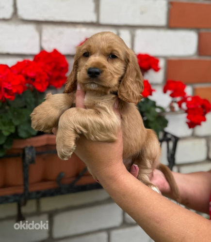 Английский кокер-спаниель