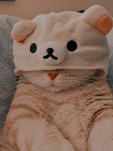 Котята в новые любящие дома (1 фото из 1)