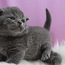Клубные британские котята,cattery Warlook (фото #4)