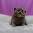 Клубные британские котята,cattery Warlook (фото #2)