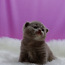 Клубные британские котята,cattery Warlook (фото #1)