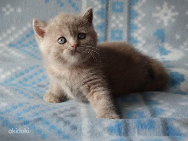 Клубные британские котята (фото #1)