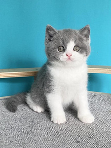 Британские котята