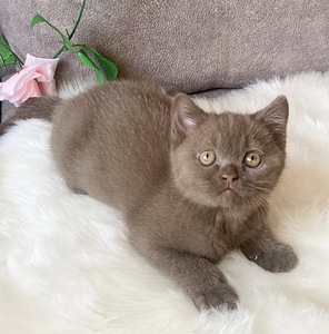 Британские котята