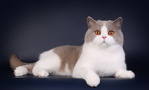 Британский кот (3 фото из 3)