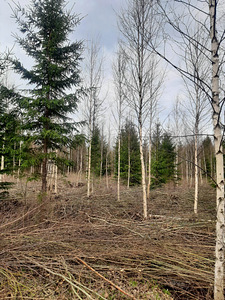 Võsatööd saetööd (2 foto / 2)