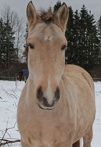 UUT KODU OTSIB EESTI TOUGU POISS RUUDI!🐴 (1 foto / 7)