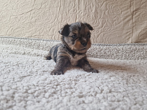 Yorkshire terjer Blue Merle (1 foto / 5)
