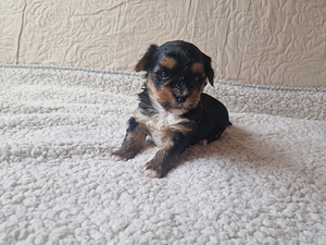 Yorkshire terjer Blue Merle (2 foto / 5)