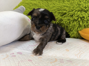 Blue merle yorki kutsikad (4 foto / 8)