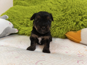 Blue merle yorki kutsikad (6 foto / 8)
