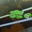 Ujuv akvaariumitaim "Amazon Frogbit" (Limnobium laevigatum) (foto #1)