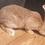 Кролики (фото #4)